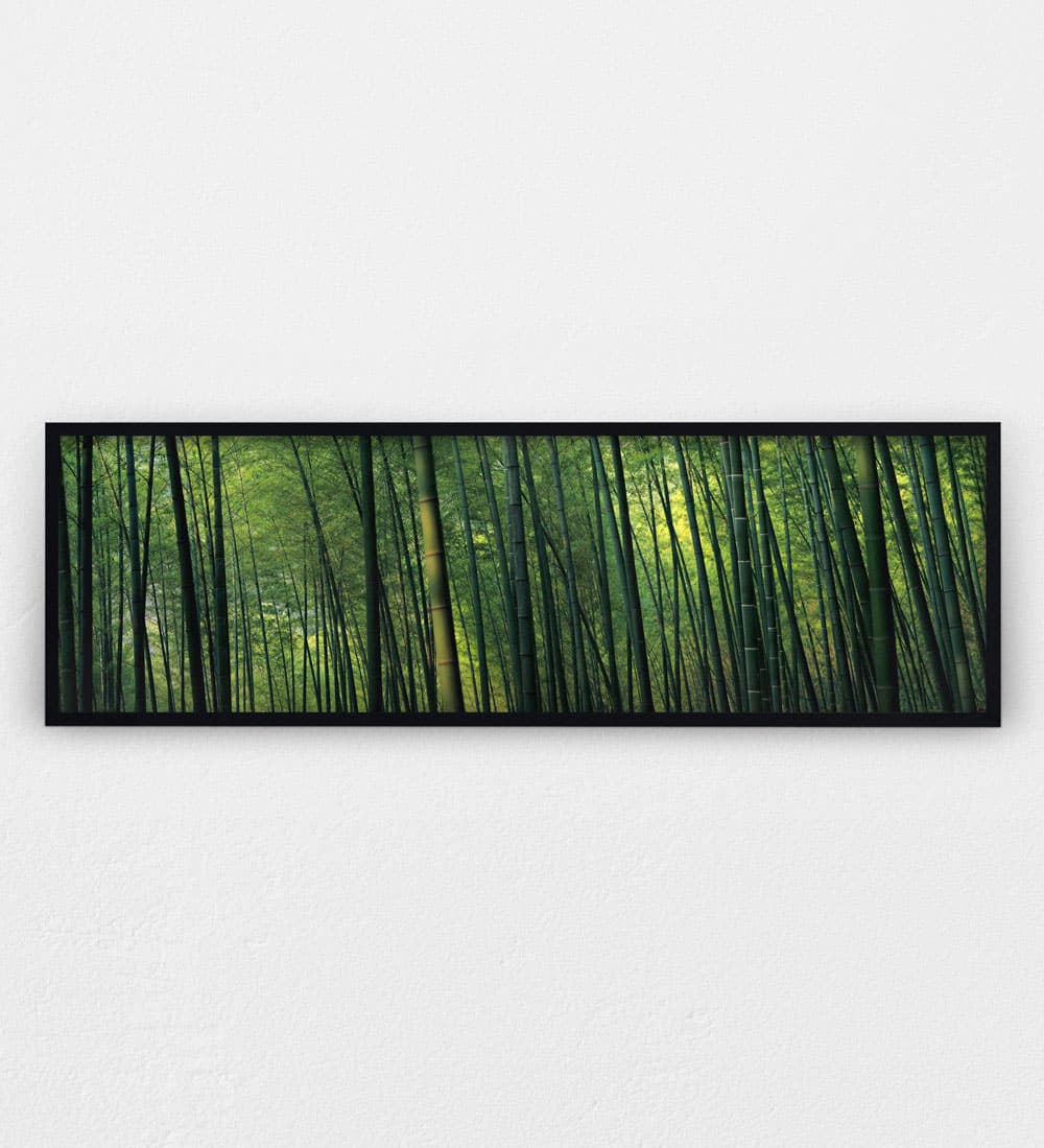 Bamboo Forest, Colour