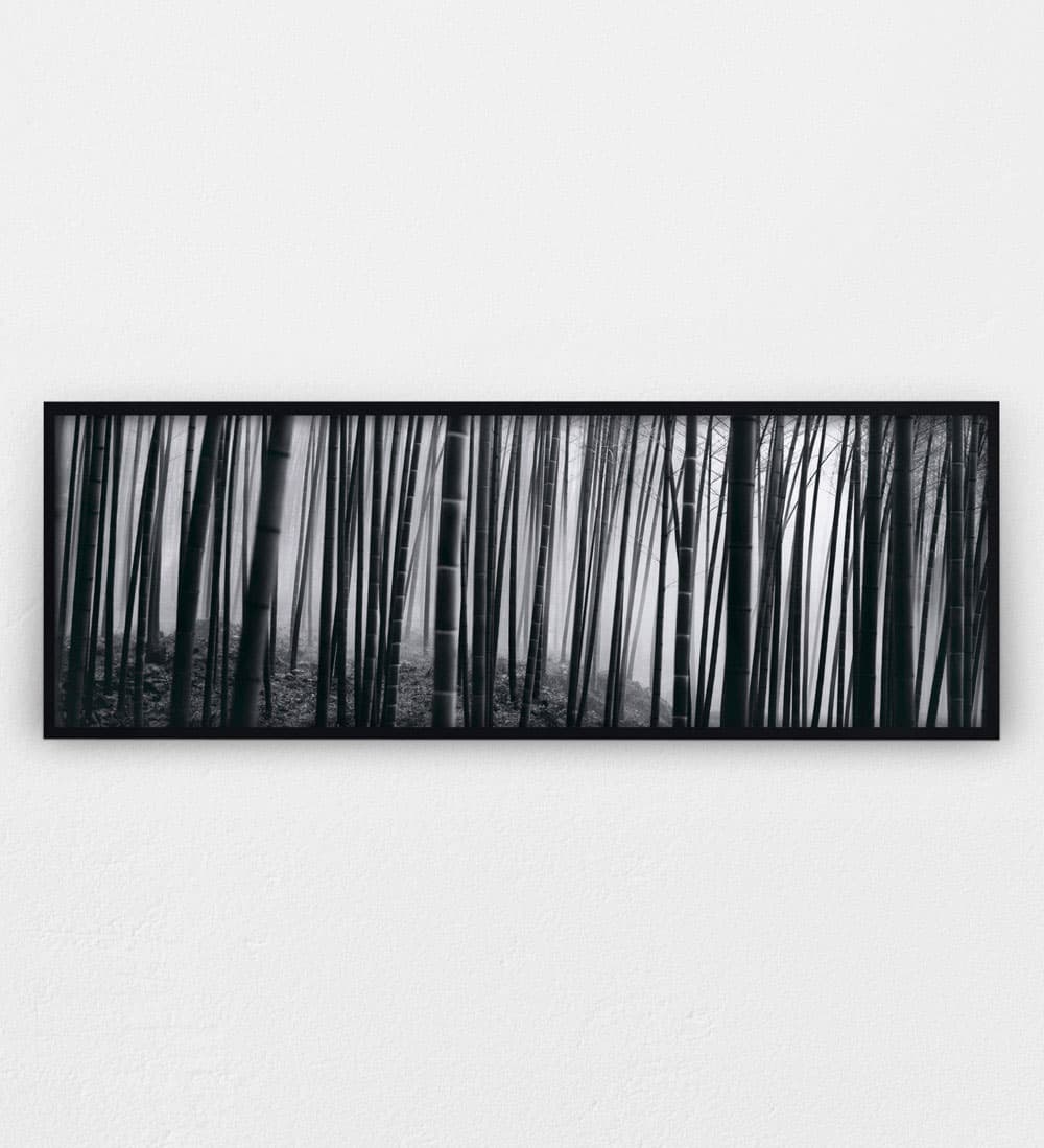 Bamboo Forest, Black & White